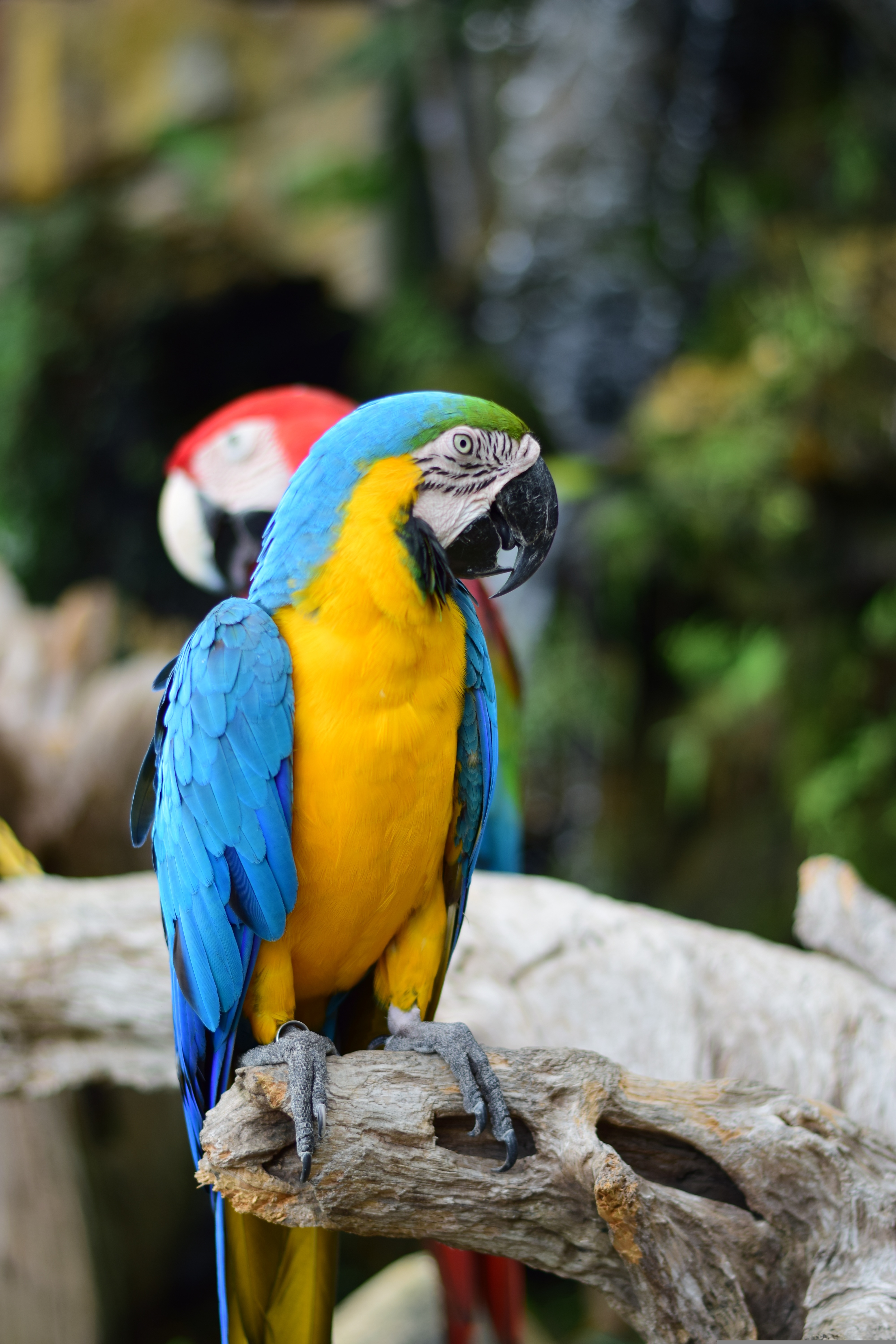 Colorful parrots for the Amazon parrot clay lick experience