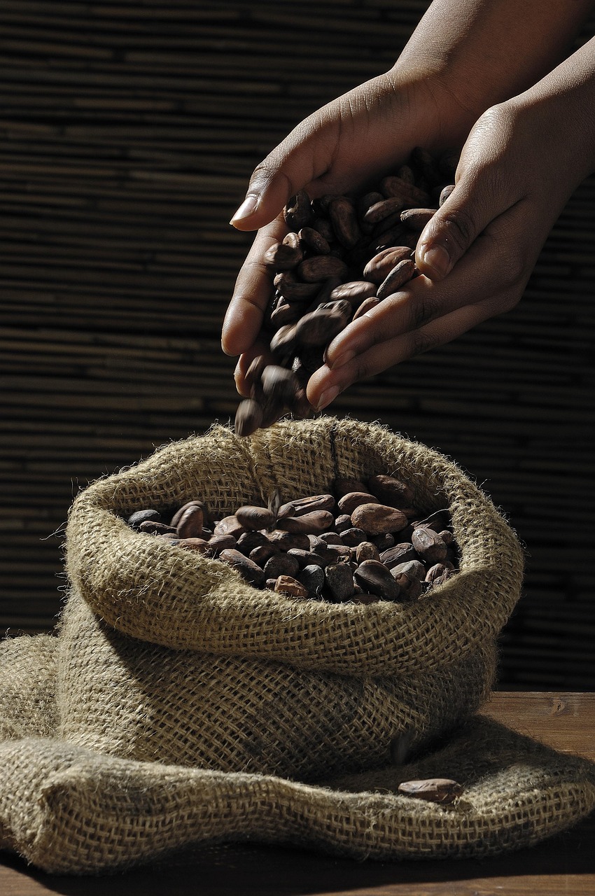 Ecuadorian cacao beans for the Quito chocolate museum experience