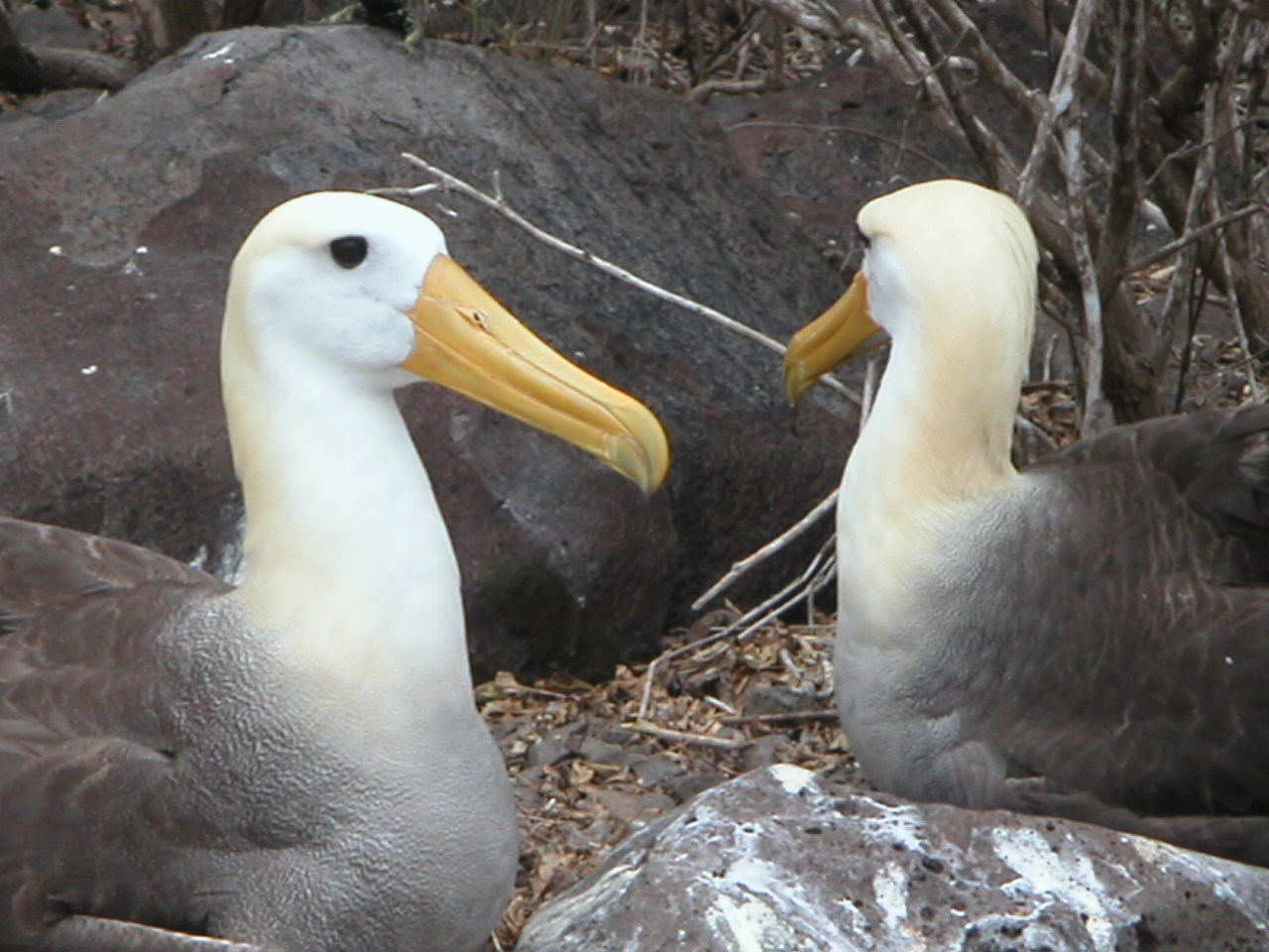 Galapagos albatross