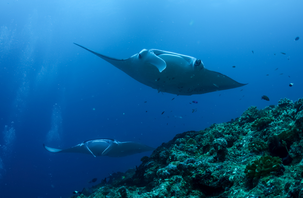 Diving in Galapagos