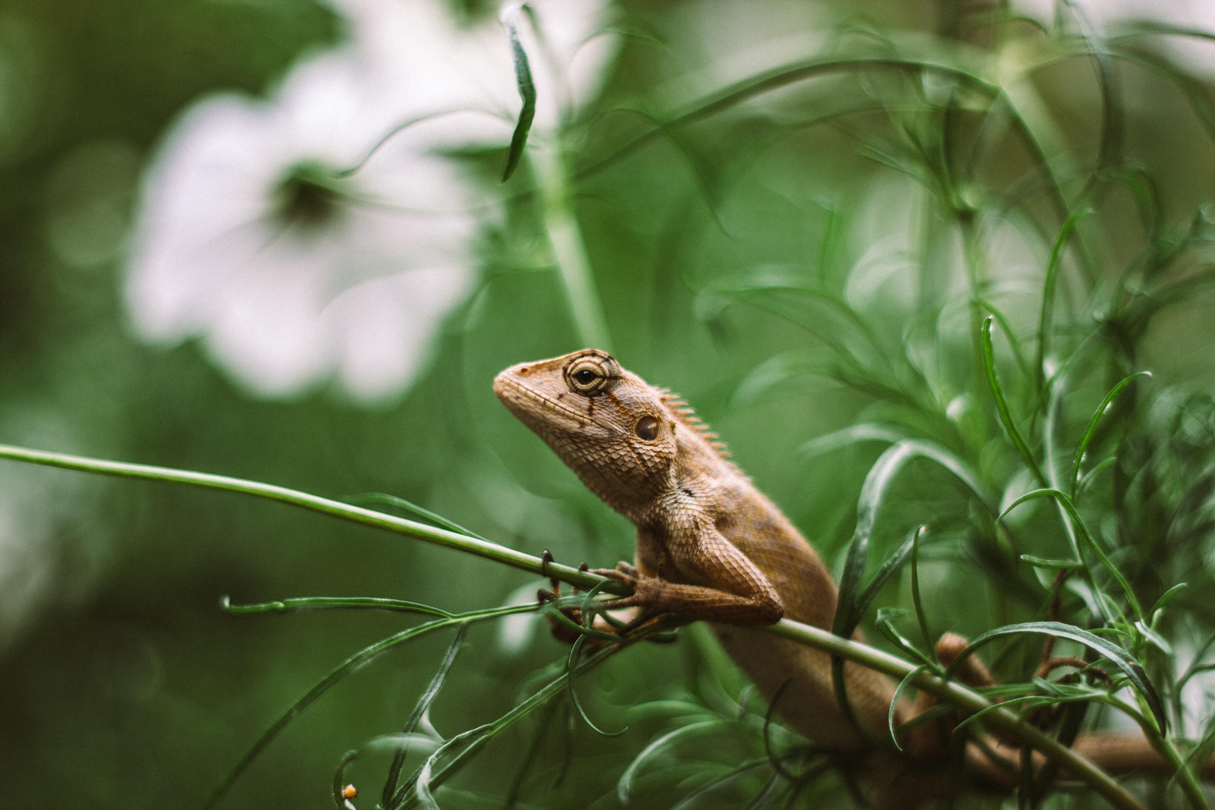 Iguana in lush green nature